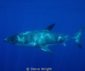 4m Great White, shot taken at the Neptune Islands South A... by Steve Wright 